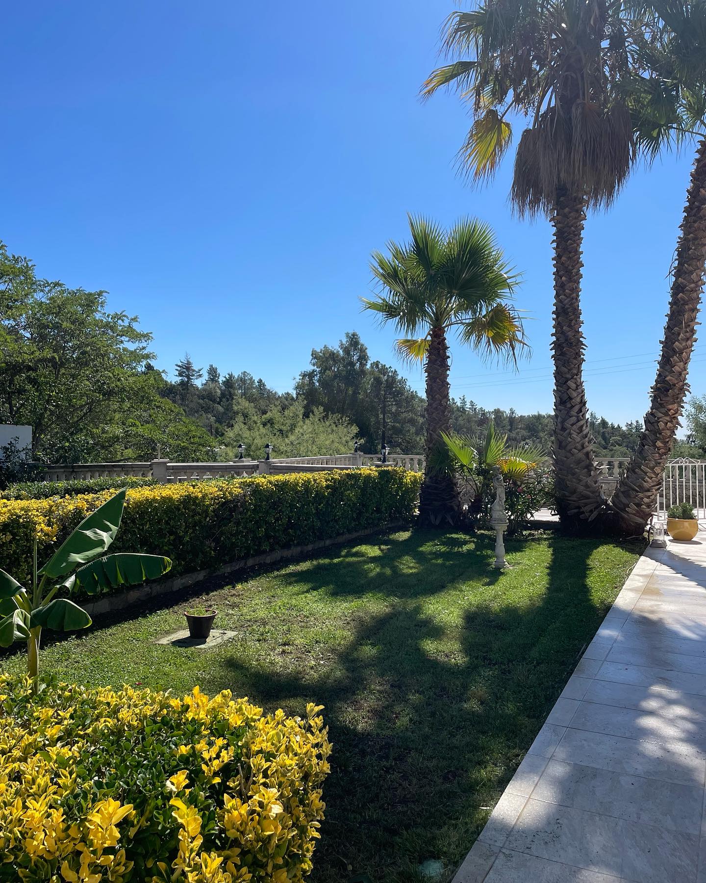 Jardín elegante y bien cuidado con palmeras y setos, bajo mantenimiento profesional.